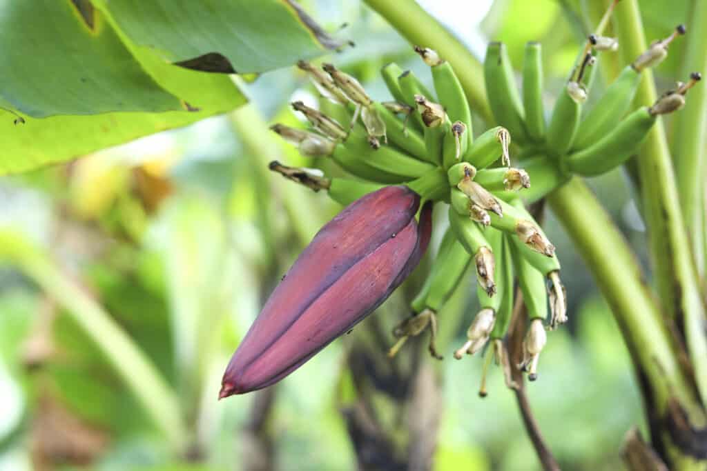 Banana pollination