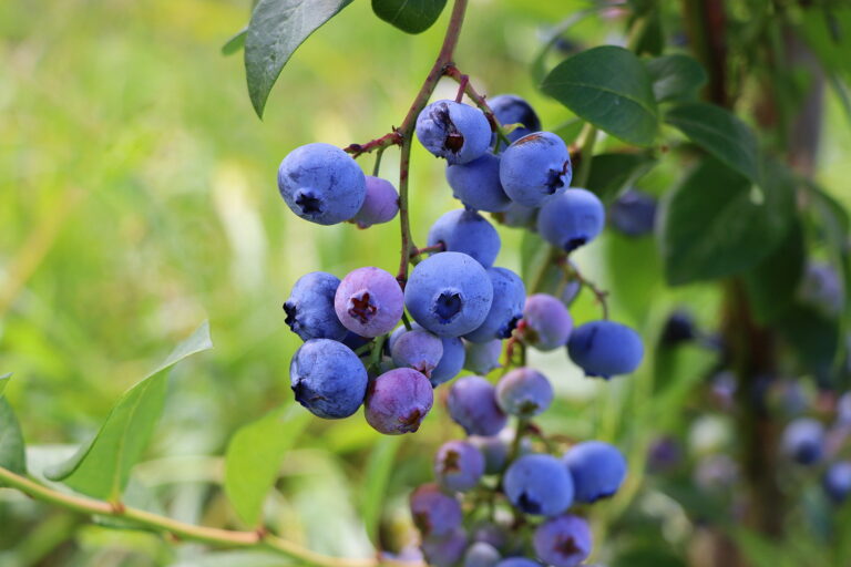blueberry bush