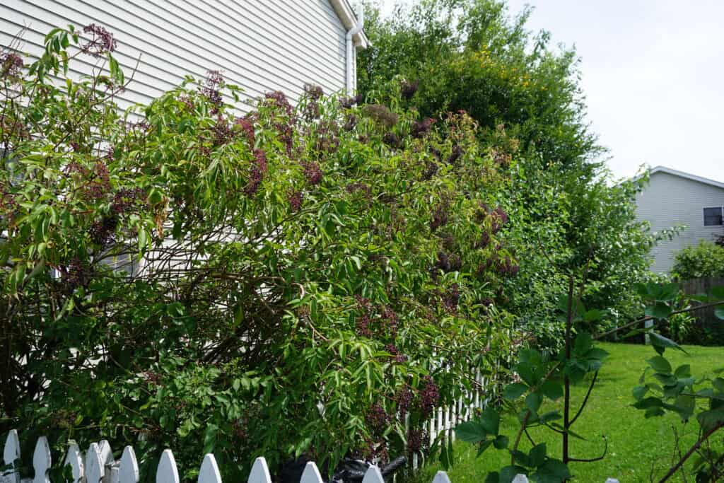 growing elderberry bushes
