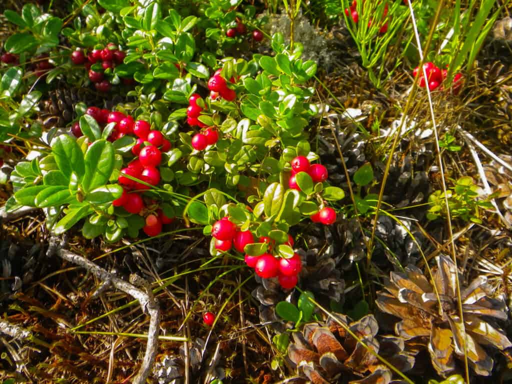 cranberry plant in water