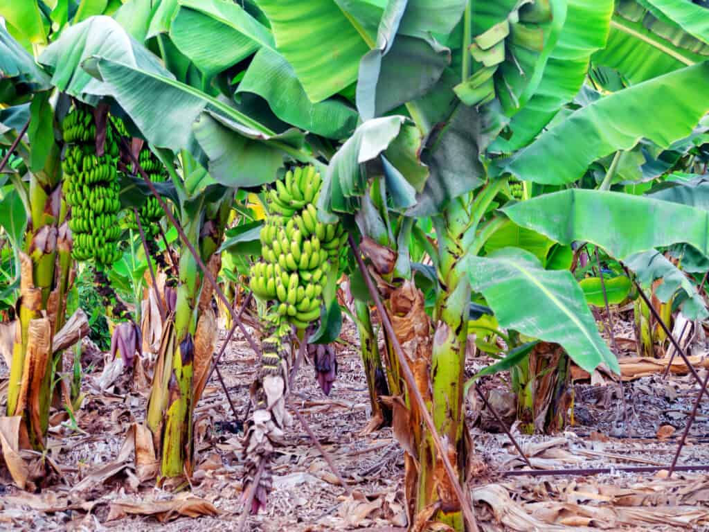 green banana tree