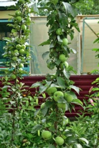 Columnar apple trees