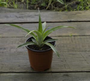 Planting pineapple