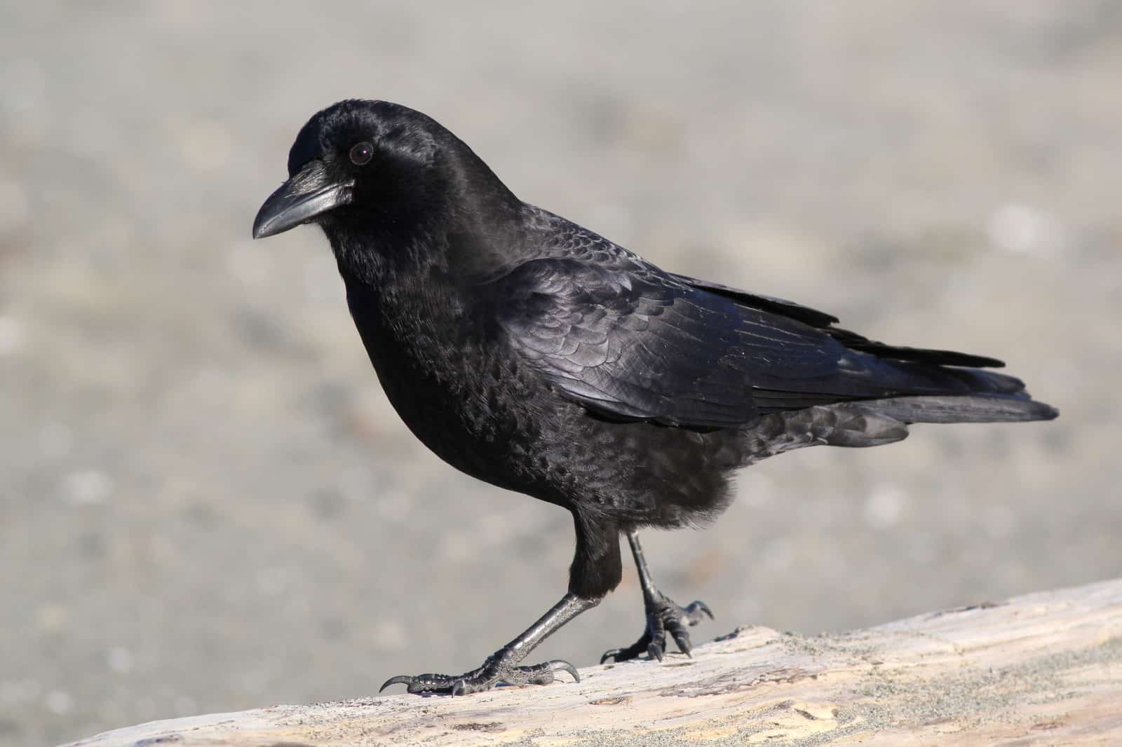 Crow in garden