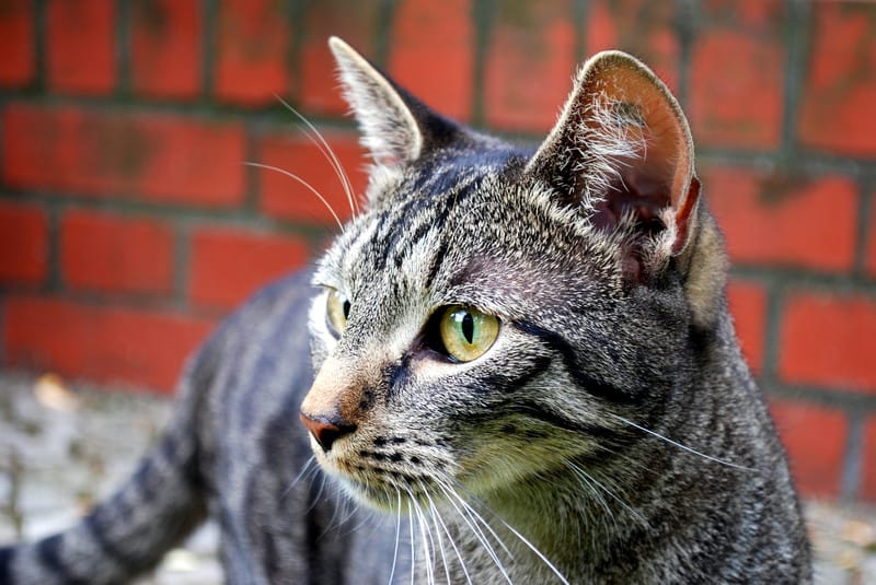 Cat in garden