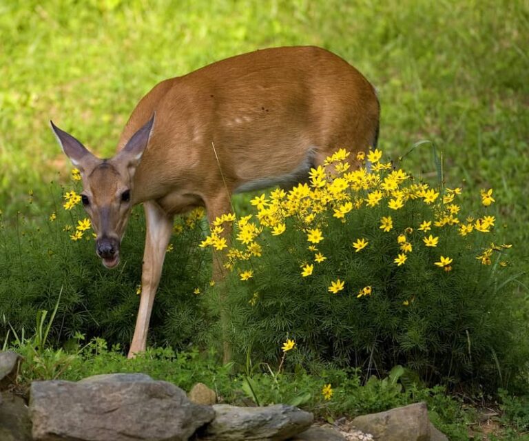 Deer Bradley164