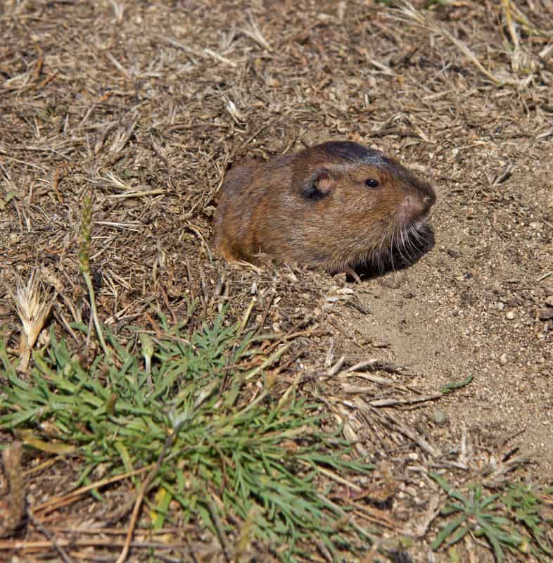 Gopher in garden