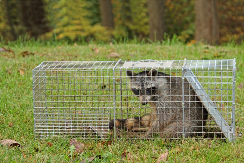 Raccoon in trap