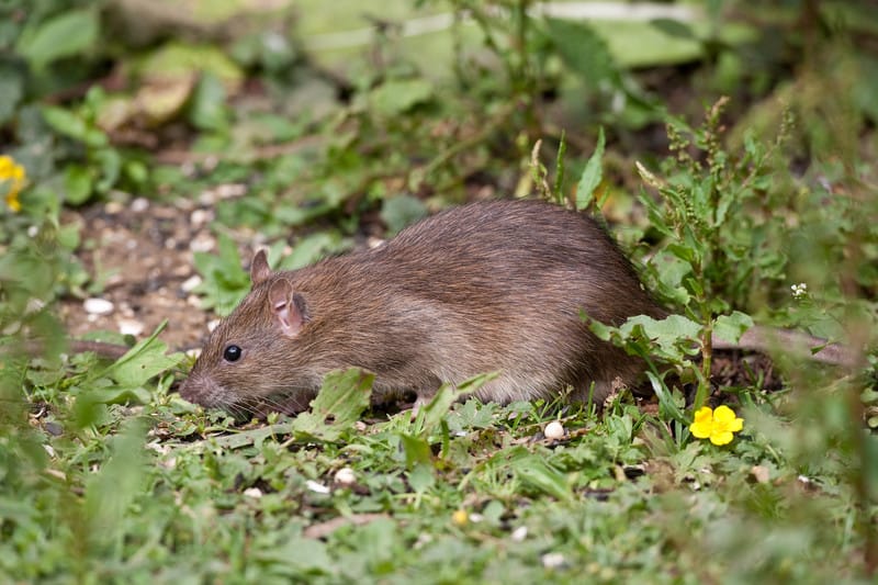 Brown rat in the garden