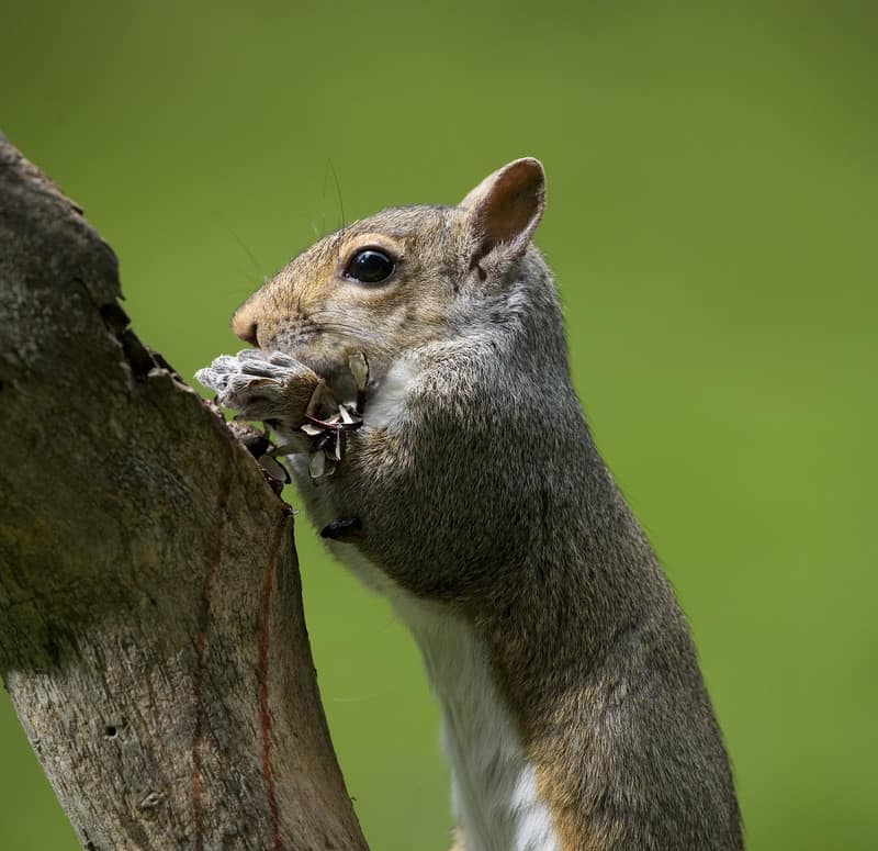 Squirrel in garden