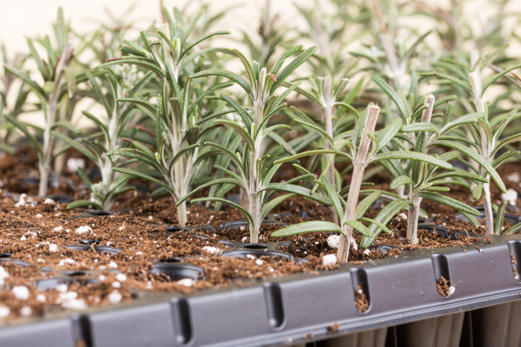 Rosemary cutting in starting flat