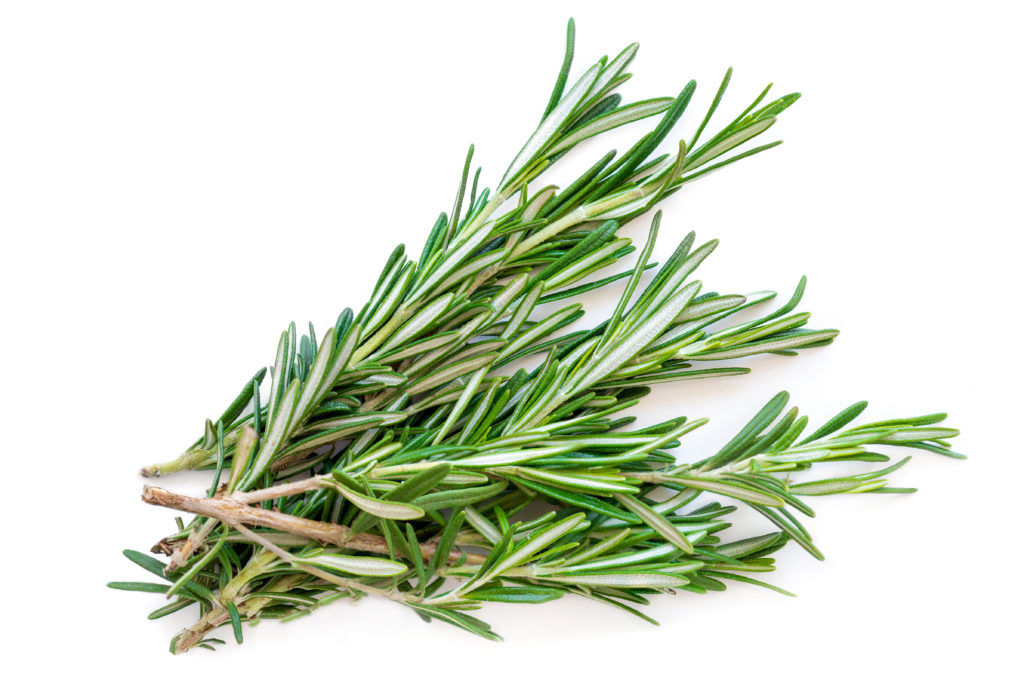 Rosemary cuttings