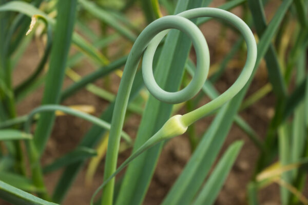 Garlic Scapes: What They Are, How to Use Them