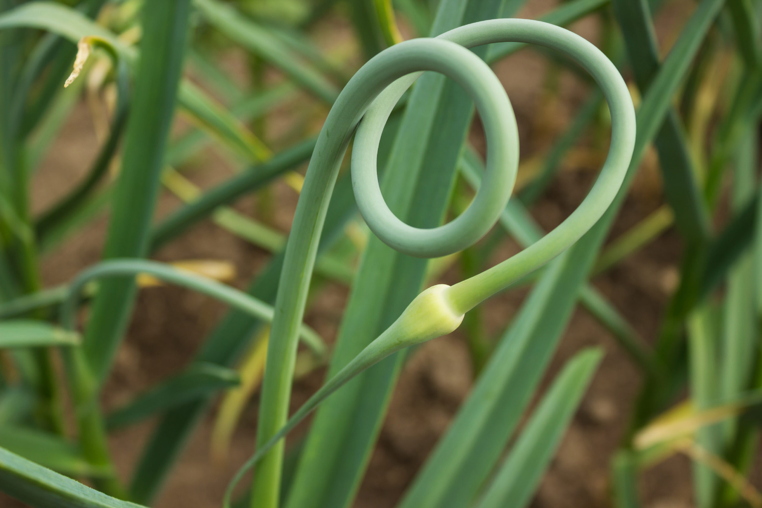 Garlic scape