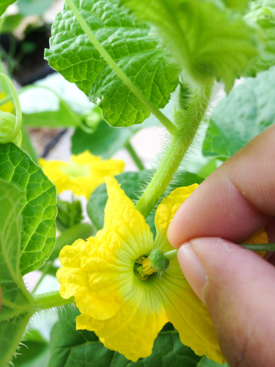 How Vegetables Are Pollinated -- Harvest to Table