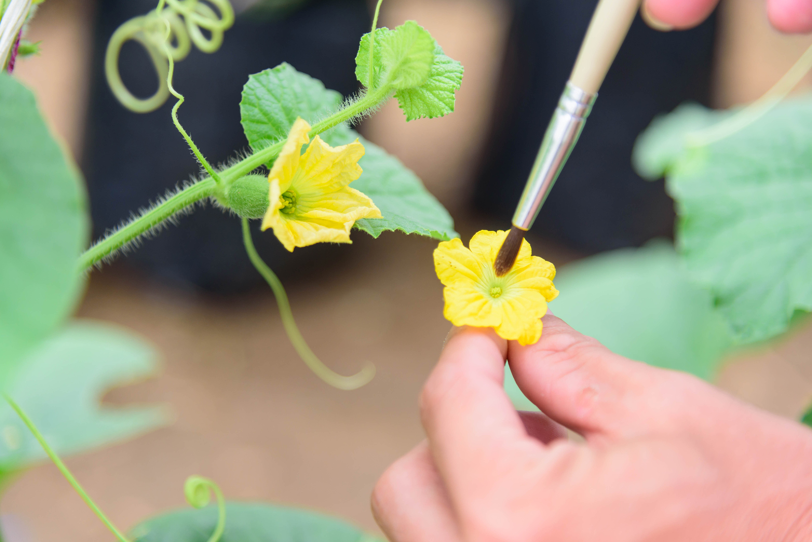 Hand pollination