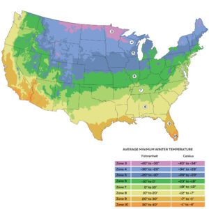 When to Plant Celery by USDA Zone