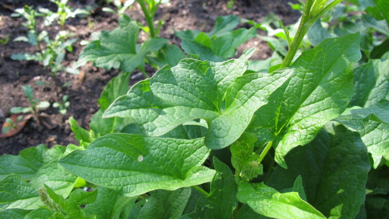 Good King Henry, Chenopodium bonus-henricus