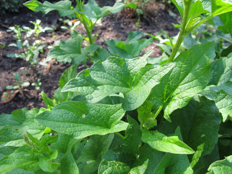 Good King Henry, Chenopodium bonus-henricus