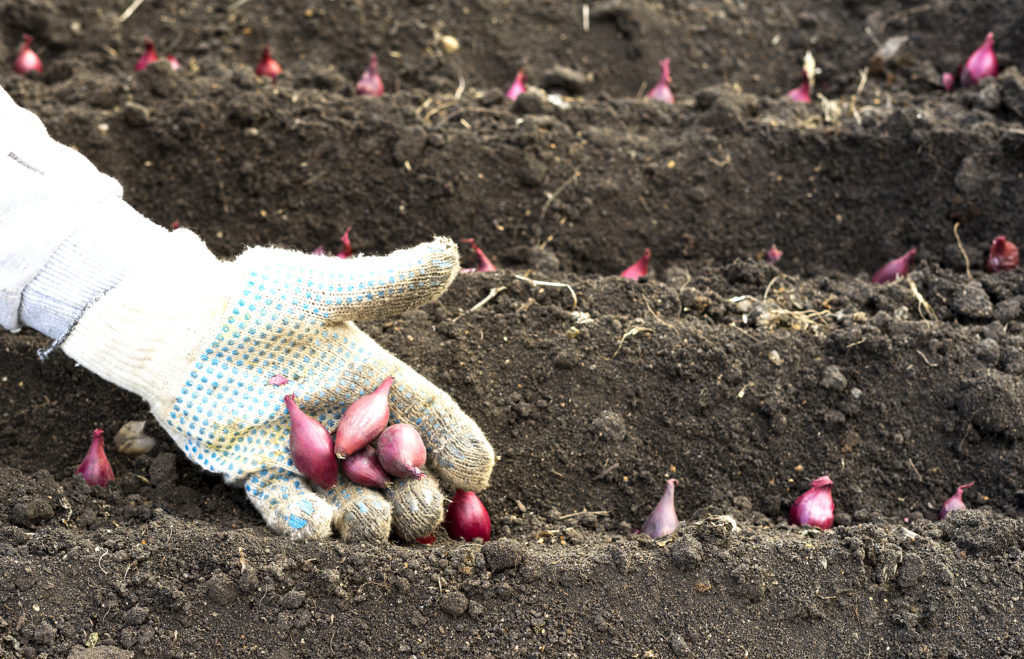 Planting onion/scallion sets