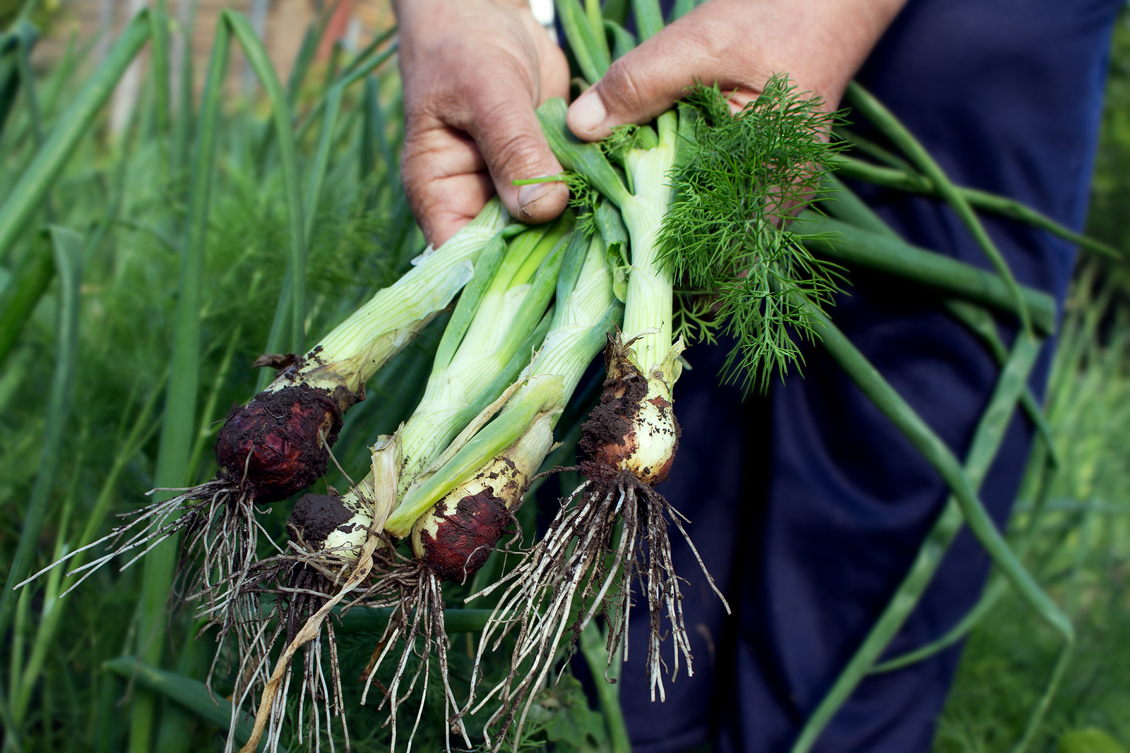 How to Grow Green Onions, Spring Onions, and Scallions