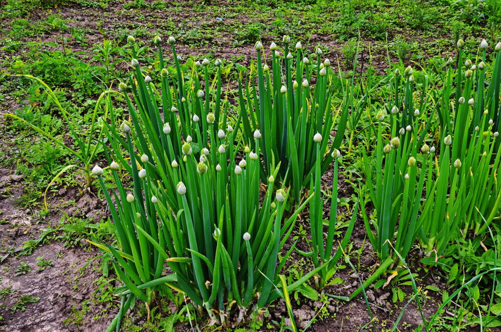 How to Plant, Grow, and Harvest Welsh OnionsHarvest to Table