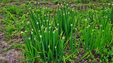 Welsh onions, Allium fistulosum