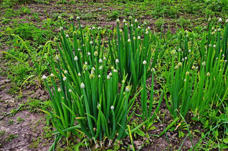 Welsh onions, Allium fistulosum