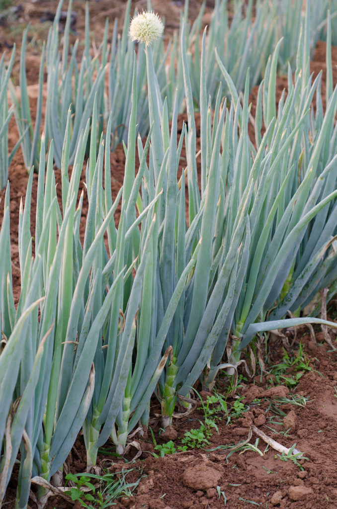 Welsh onion also called Japanese bunching onion field, Allium fistulosum