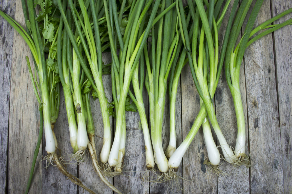 Welsh onions, Allium fistulosum