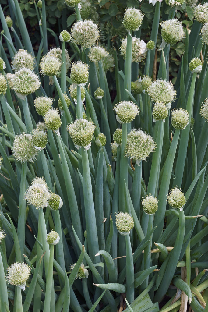 Welsh onion (Allium fistulosum)