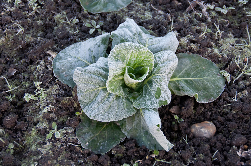 Frost covered cabbage plant