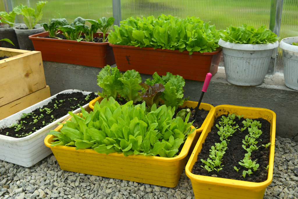 an image of lettuces in plant boxes inside a greenhouse