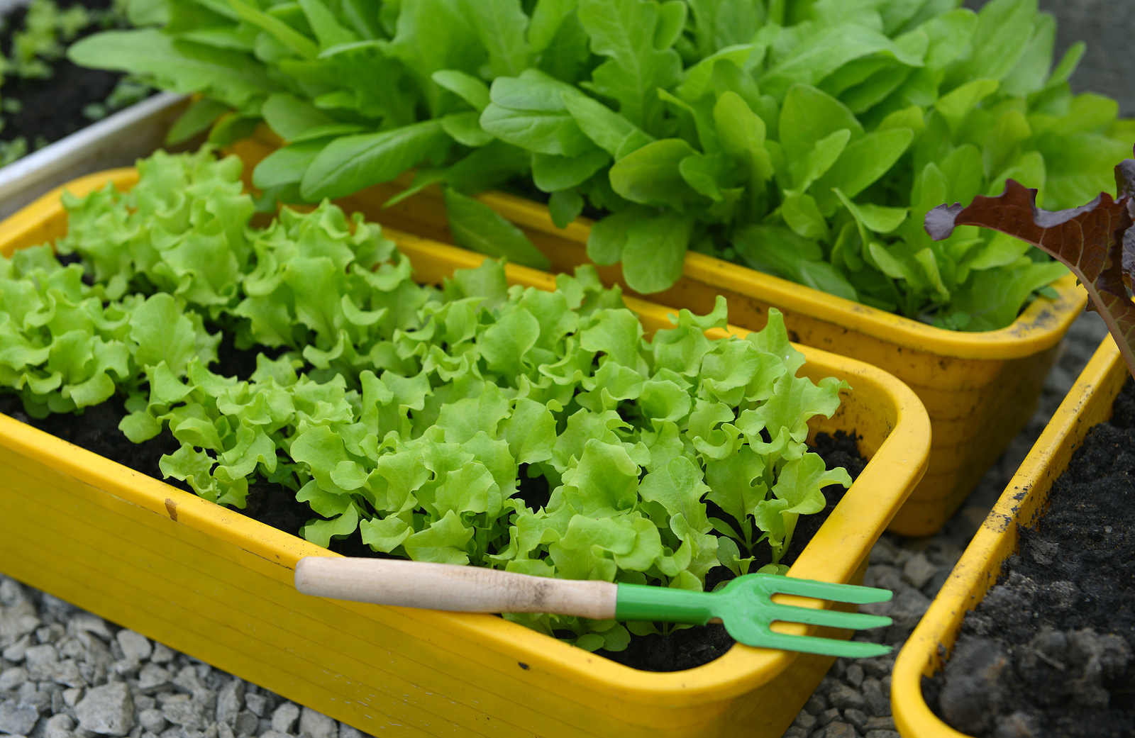 The Best Containers for Growing Salad Greens • Gardenary