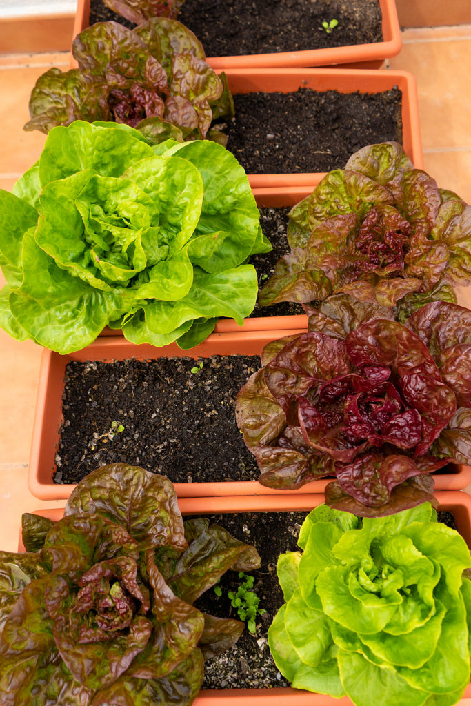 Lettuce maturing under fluorescent light indoors