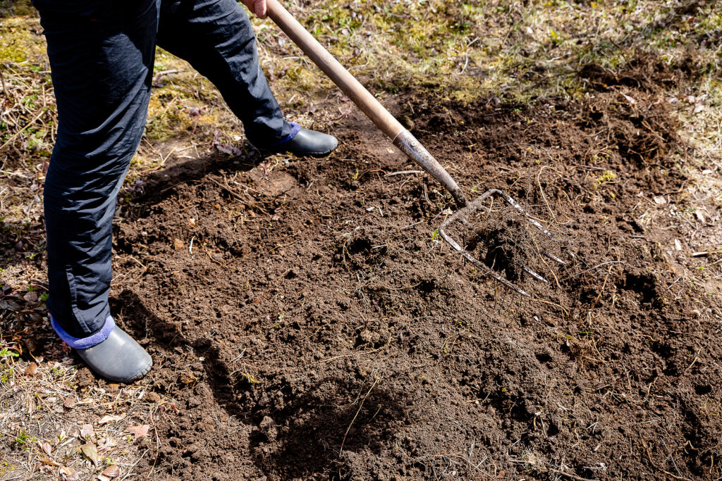 Using a garden fork to prepare a vegetable planting bed