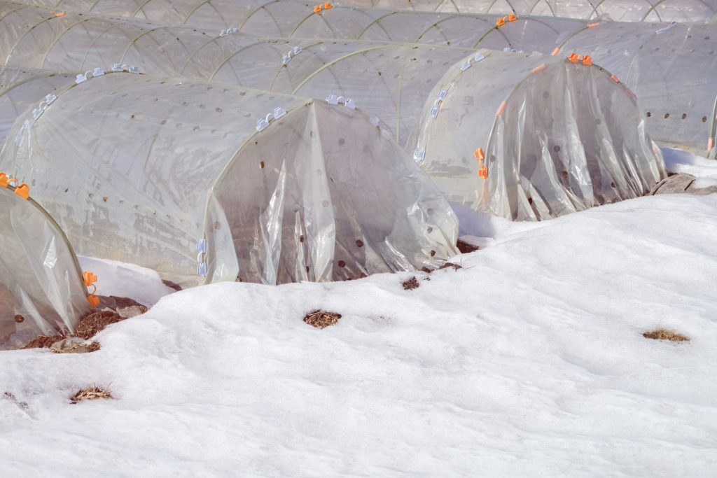 Plastic tunnels in vegetable garden