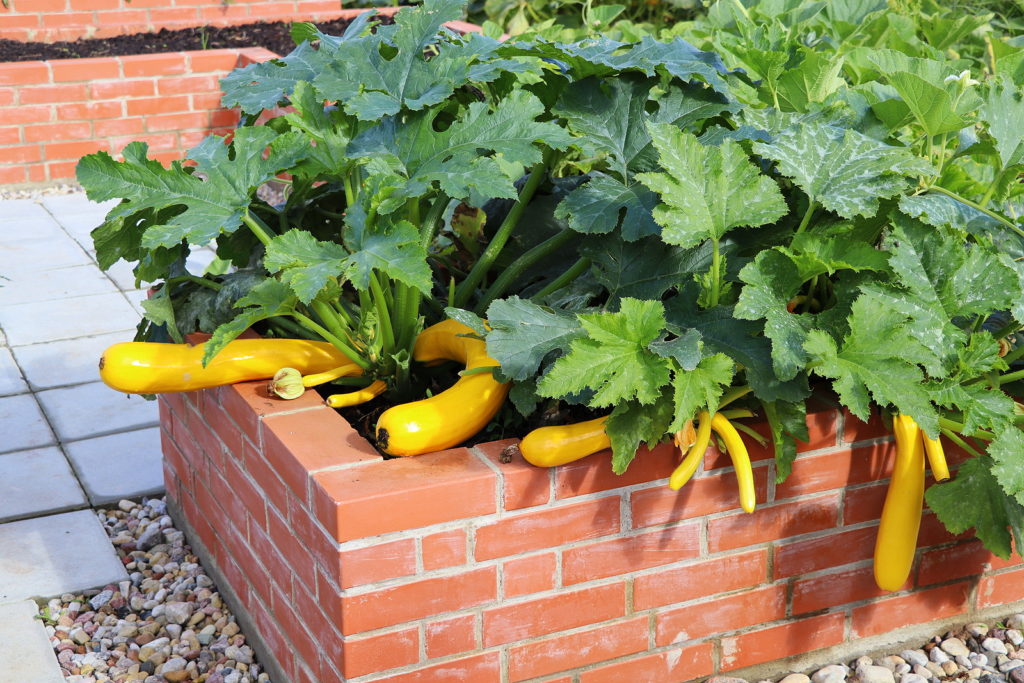 Summer zucchini crop