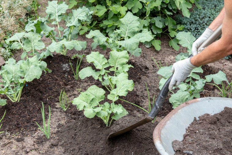 Soil and Air Temperature Growing Vegetables -- Harvest to Table