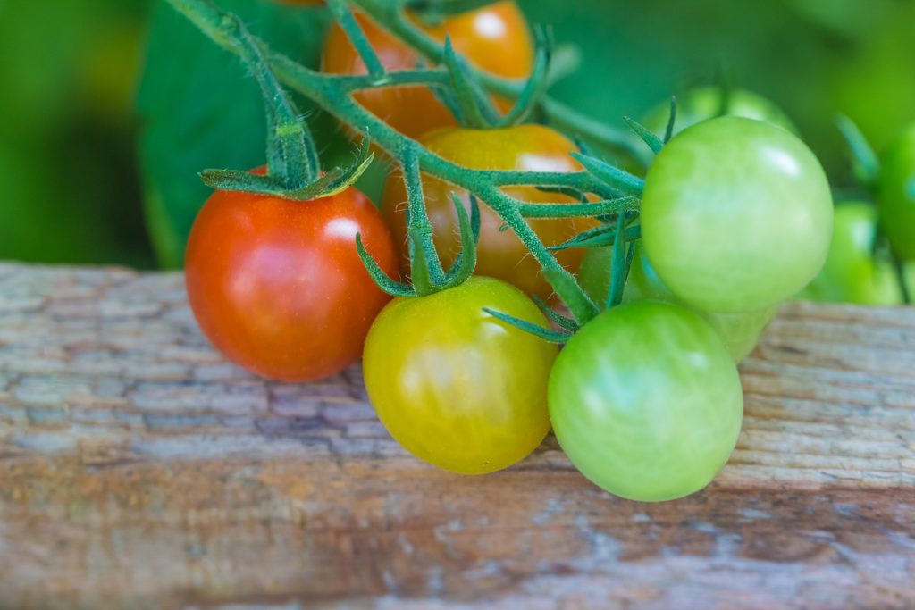 Tomatoes are a tender warm-season crop.