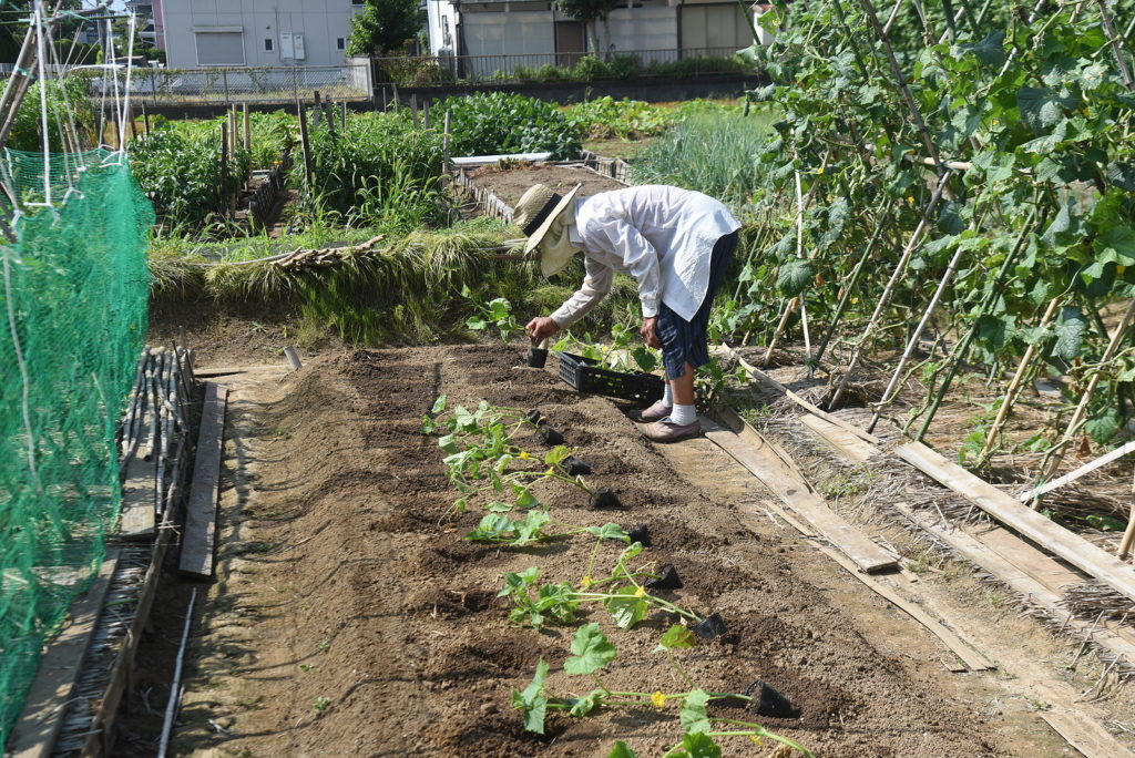 Planting cucumber seedlings in early summer