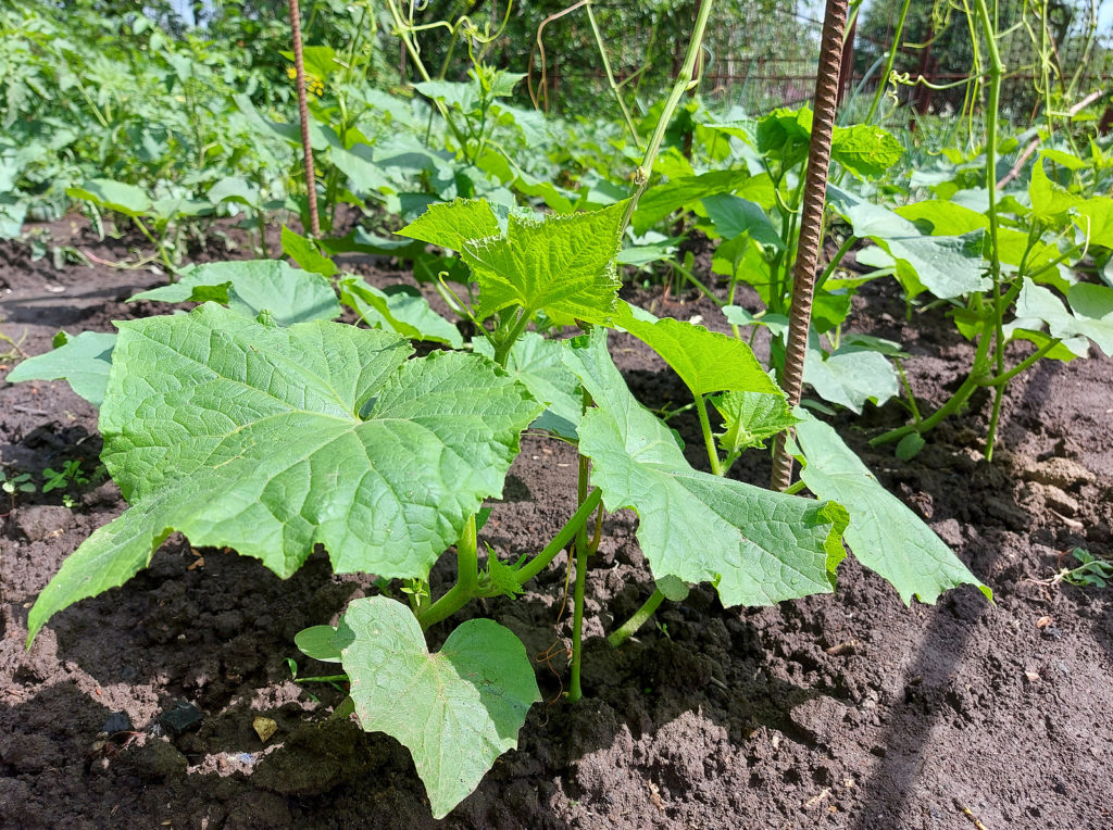 Cucumbers in the garden