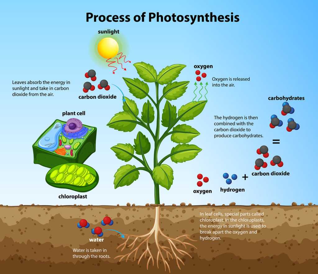 Diagram showing process of photosynthesis with plant and cells