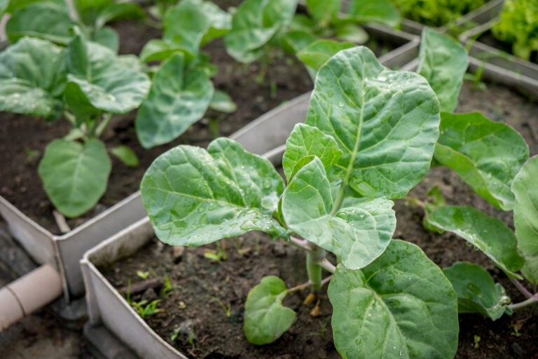 Thai green kale
