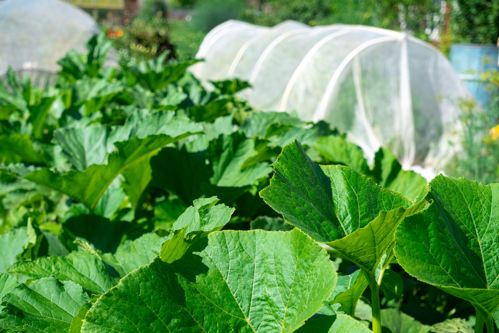 Polytunnel in place to protect crops
