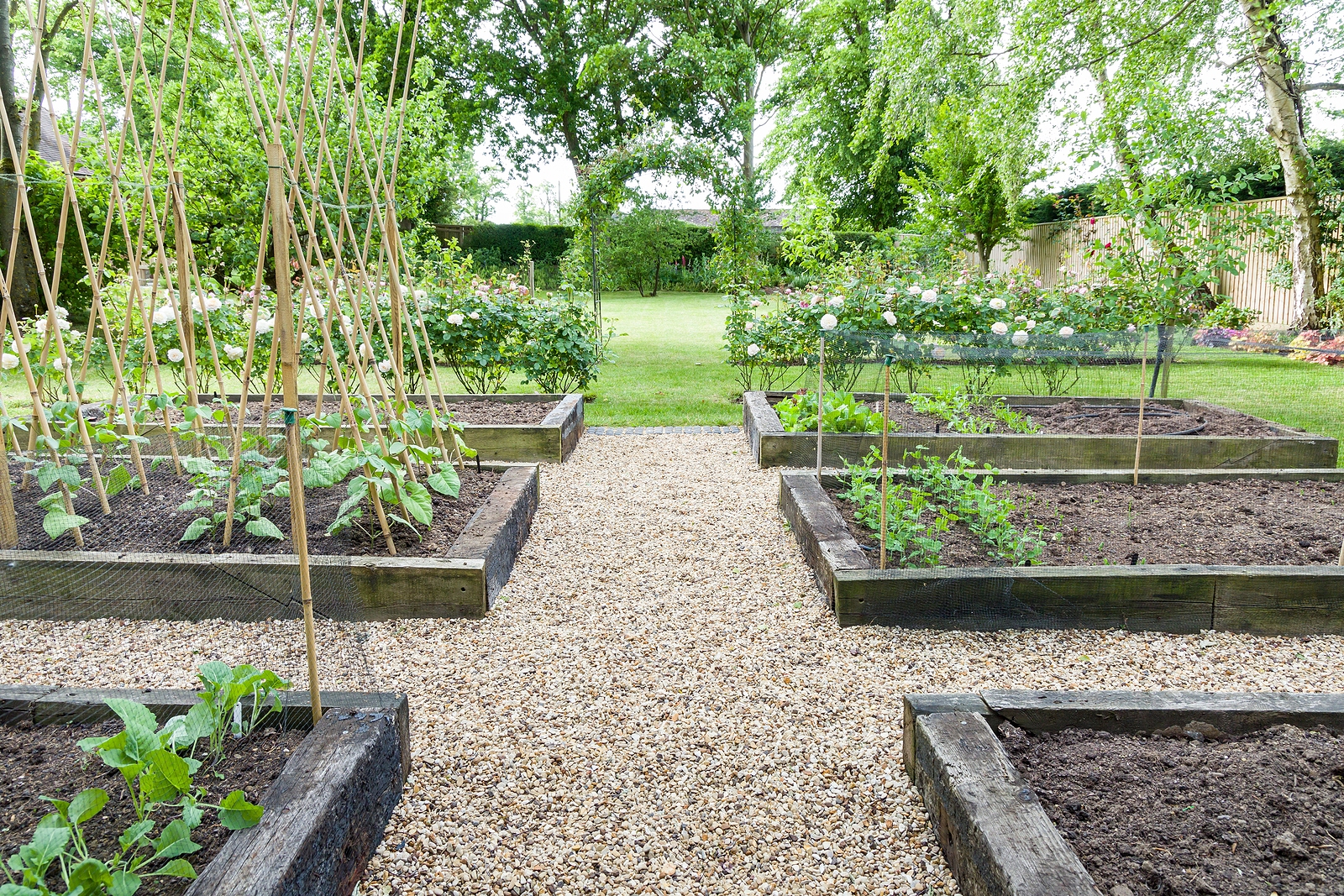 Spring vegetable garden