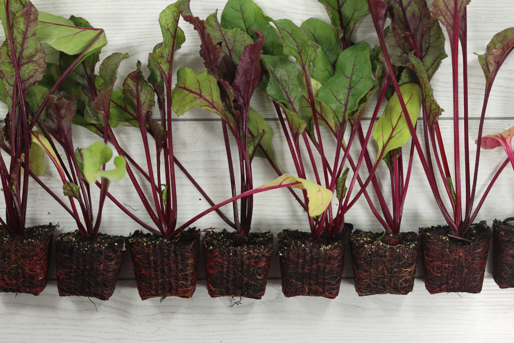 Beet seedlings