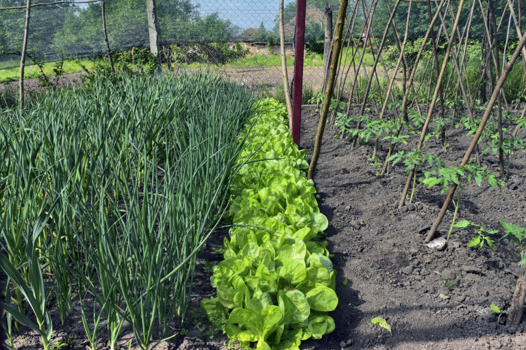 garden crops