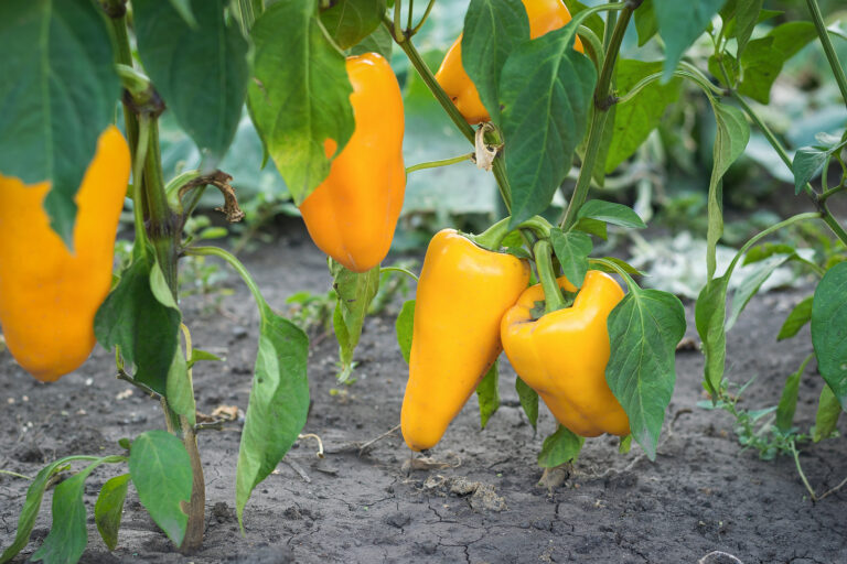 bell peppers in garden