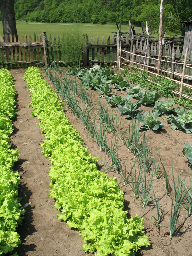 travel vegetable garden